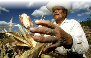 Campesino-mexicano